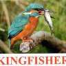E42-Kingfisher обложка.jpg