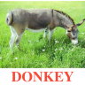 E04 Donkey (2).jpg