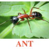 E14 Ant.jpg